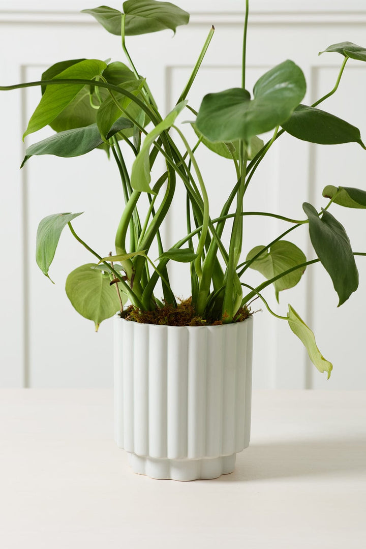 Accent Decor Plants Carmen Pot