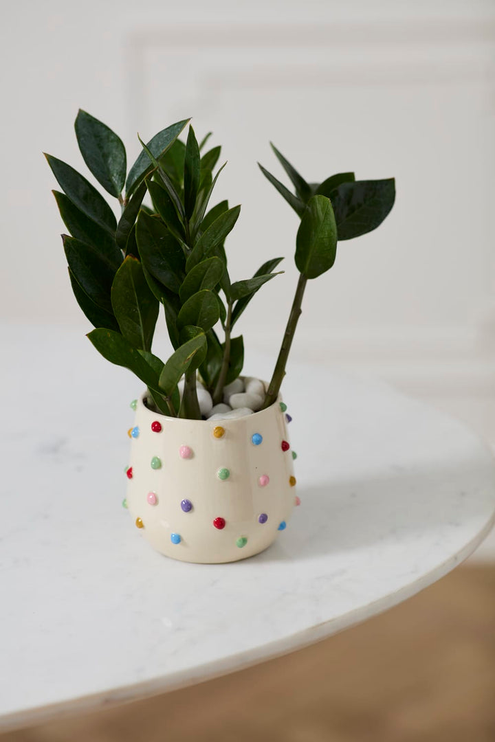Accent Decor Plants Color Dot Pot