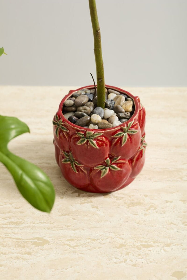 Accent Decor Plants Cucina Pot - Tomatoes