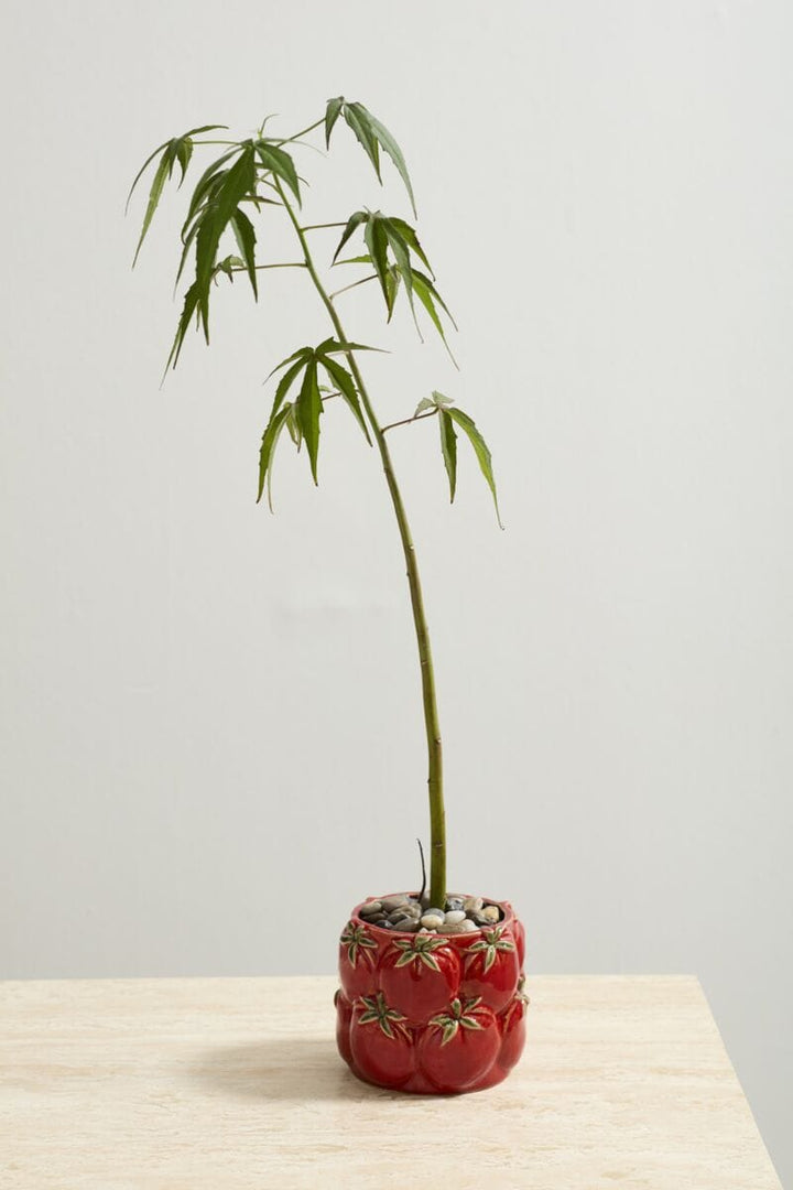 Accent Decor Plants Cucina Pot - Tomatoes