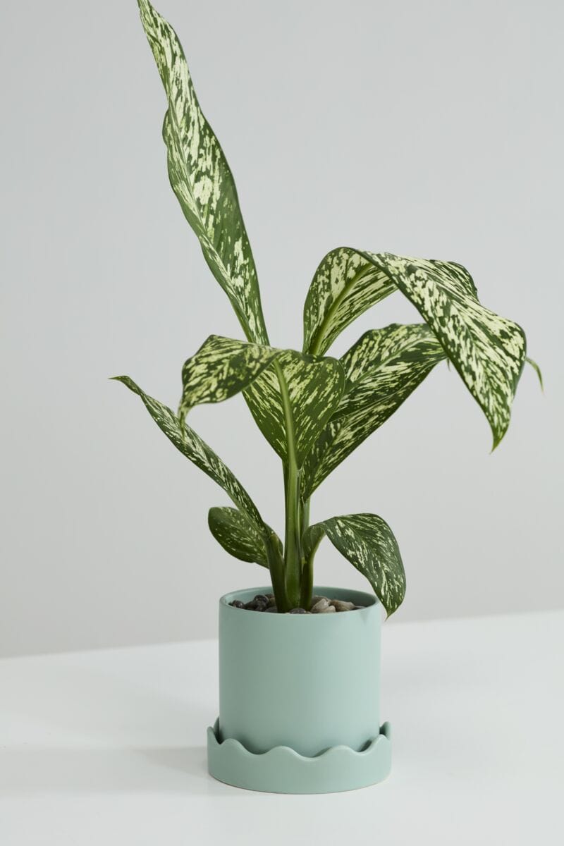 Accent Decor Plants Green Pissaro Pot with Saucer 6"x 5.5"