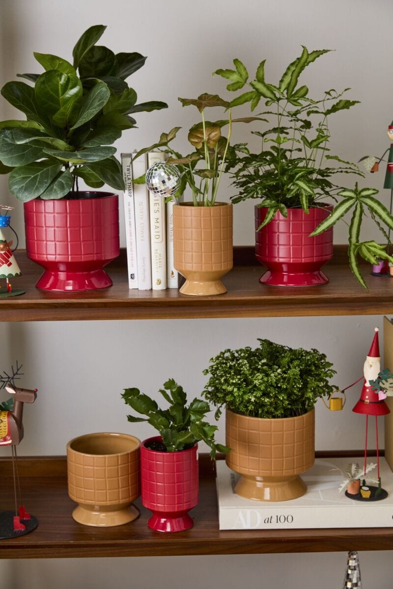 Accent Decor Plants Jacques Footed Pot