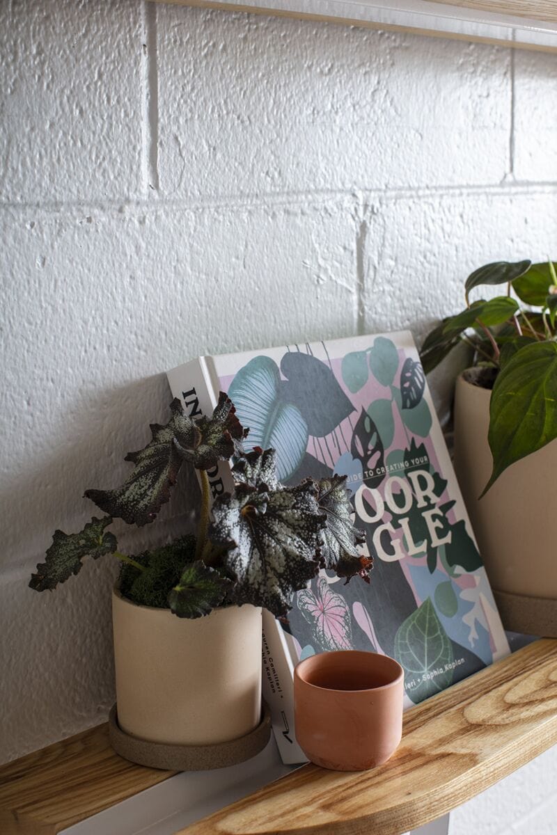 Accent Decor Plants Terracotta Kendall Pot