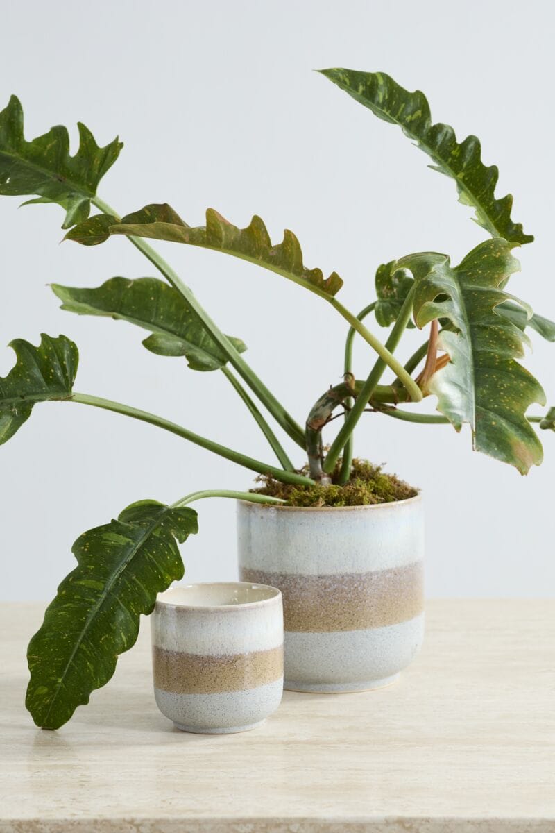 Accent Decor Plants Tremaine Pot