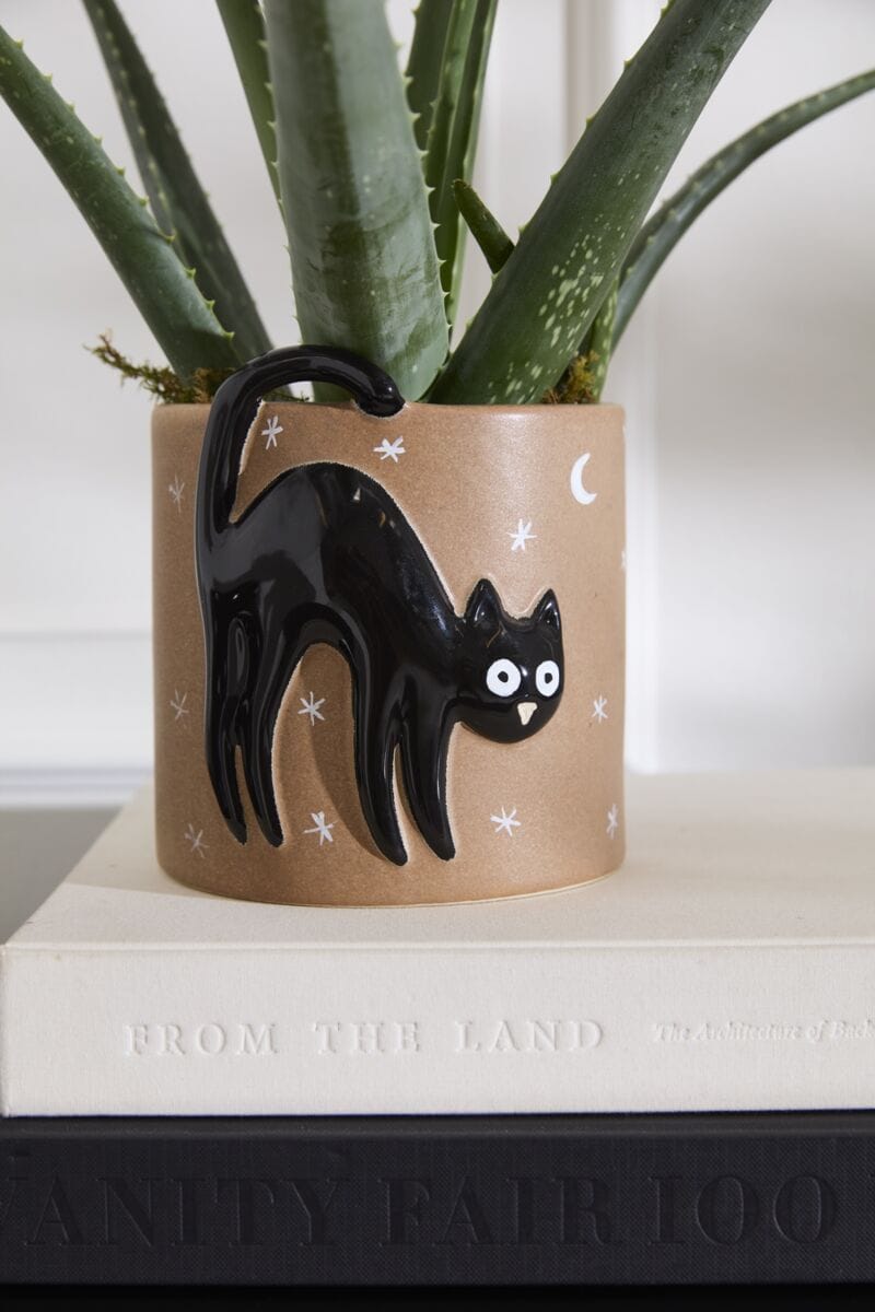 Accent Decor Plants Witching Hour Black Cat Pot