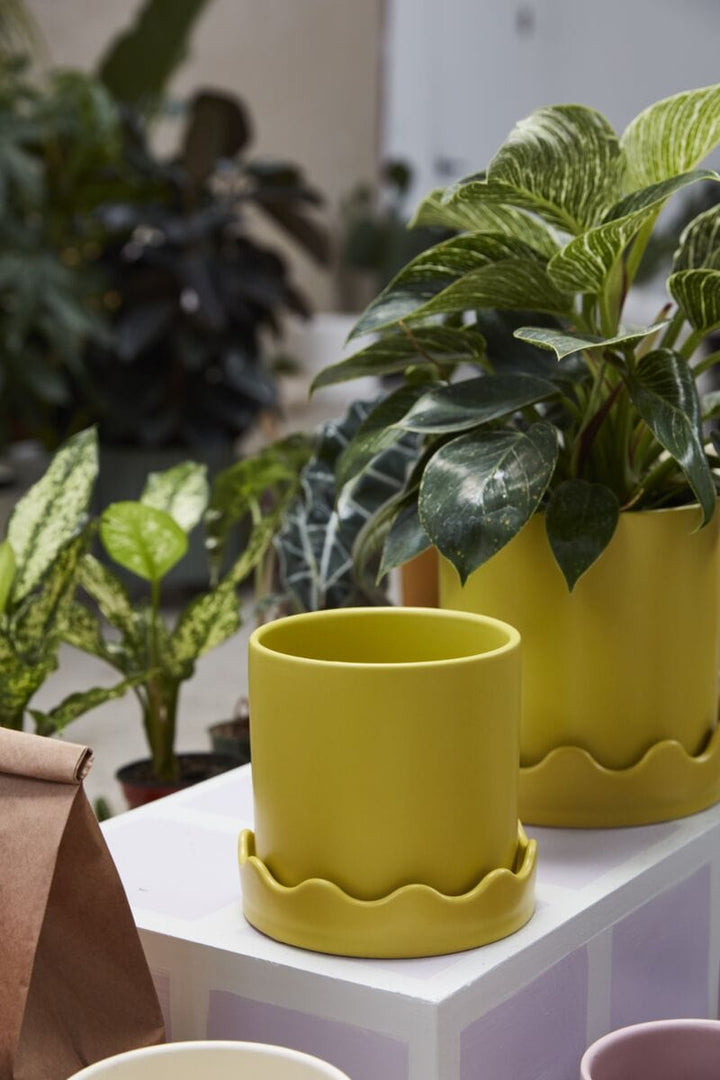 Accent Decor Plants Yellow Pissaro Pot with Saucer 6"x 5.75"