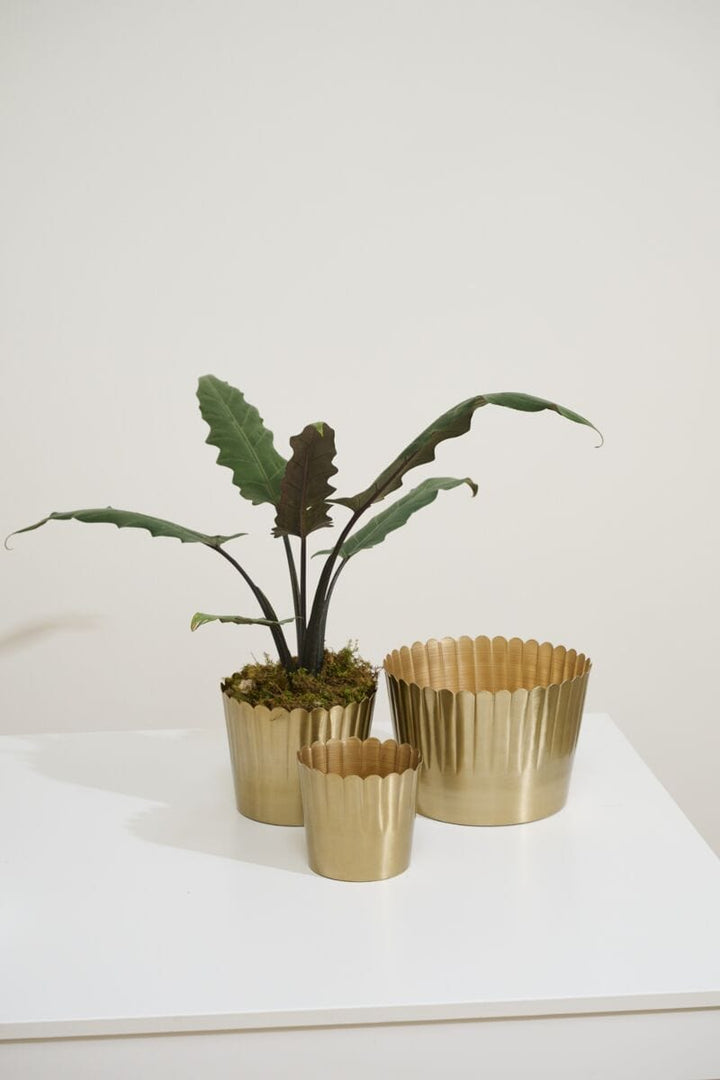 Accent Decor Pots & Planters Delicata Pot