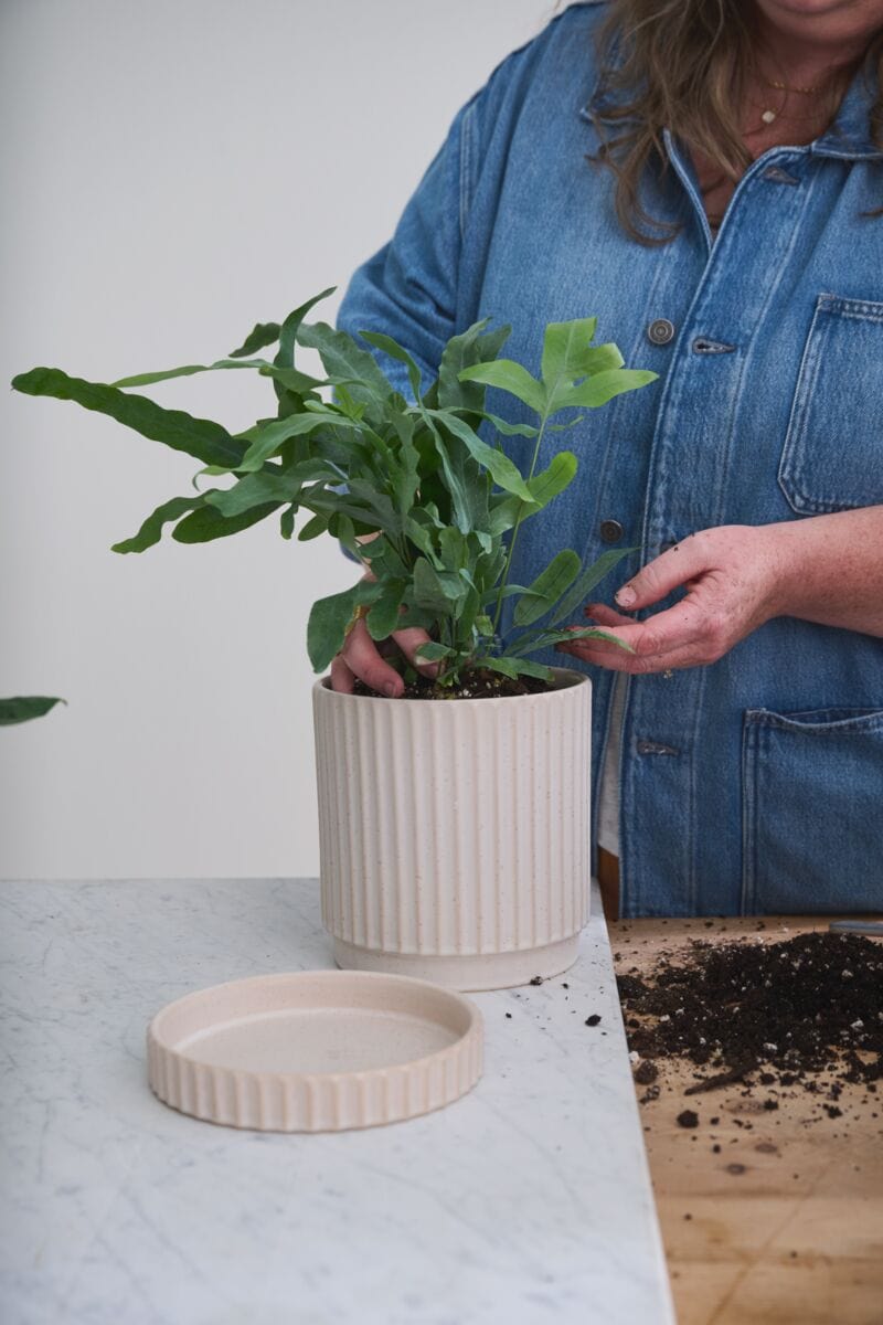 Accent Decor Pots & Planters Los Feliz Pot with Saucer