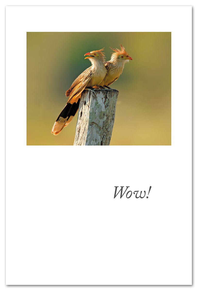 Cardthartic anniversary card Guira Cuckoo Couple Anniversary Card