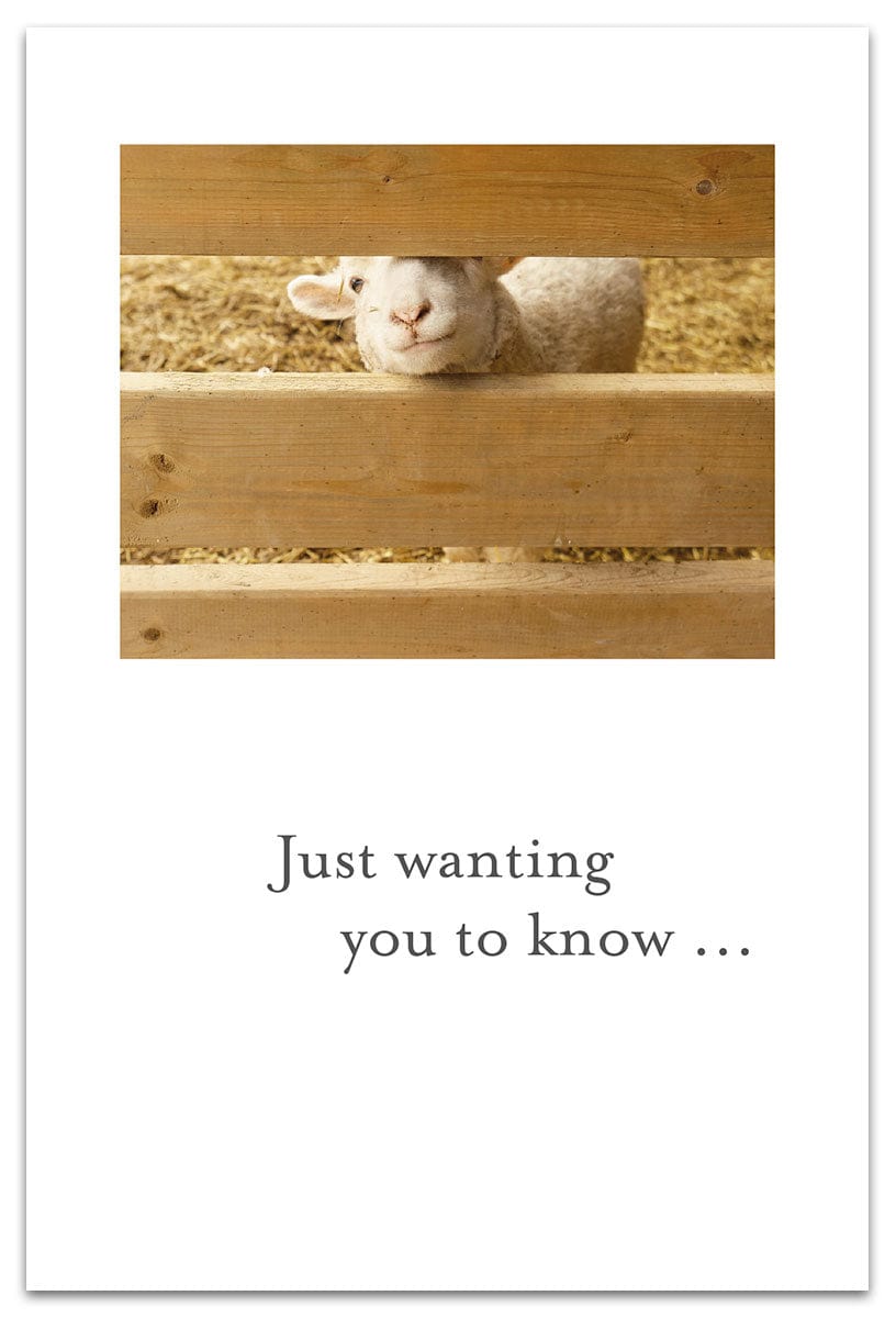 Cardthartic Cards Hello Lamb Card