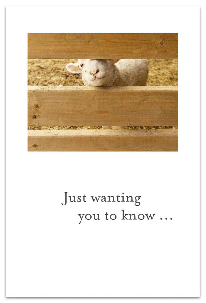 Cardthartic Cards Hello Lamb Card