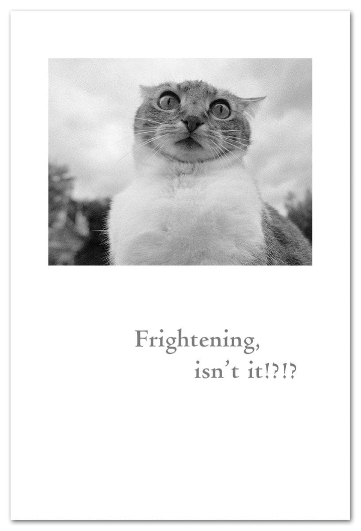Cardthartic Cards Scared Kitty Birthday Card