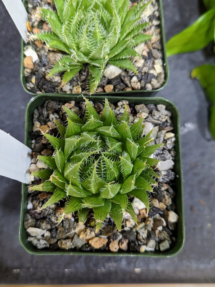 Cascade Tropicals Plants 4" Haworthia arachnoidea - Paper Rose Haworthia