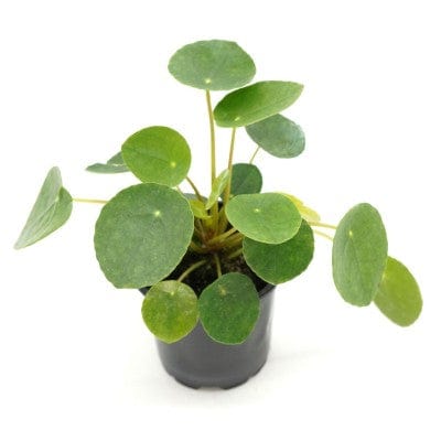 Cascade Tropicals Plants Pilea peperomioides - Friendship Plant