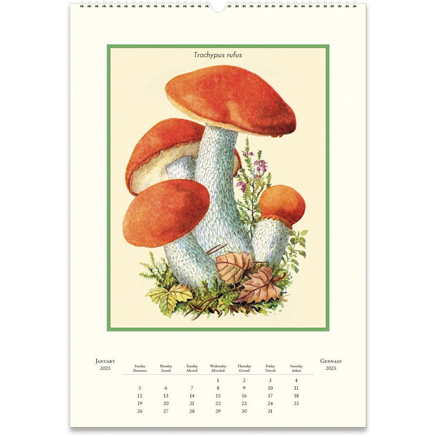 Cavallini & Co. Calendar 2025 Champignons Wall Calendar