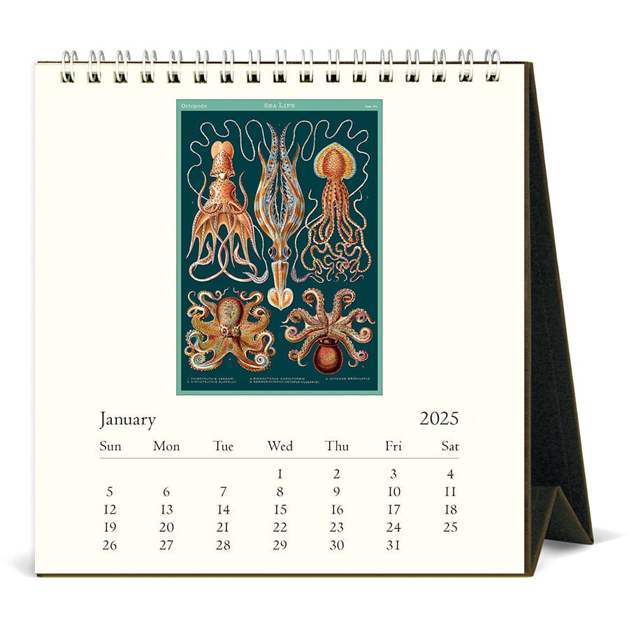 Cavallini & Co. Calendar 2025 Sea Life Desk Calendar