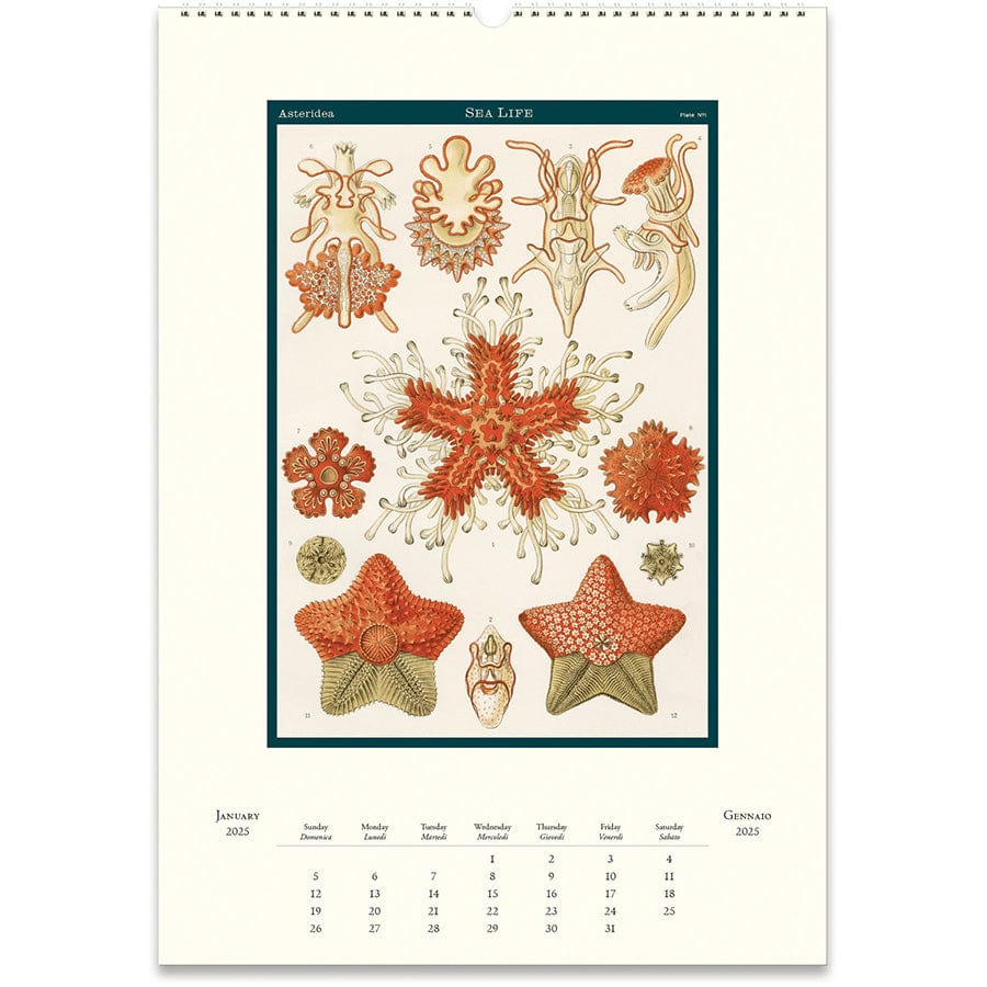 Cavallini & Co. Calendar 2025 Sea Life Wall Calendar