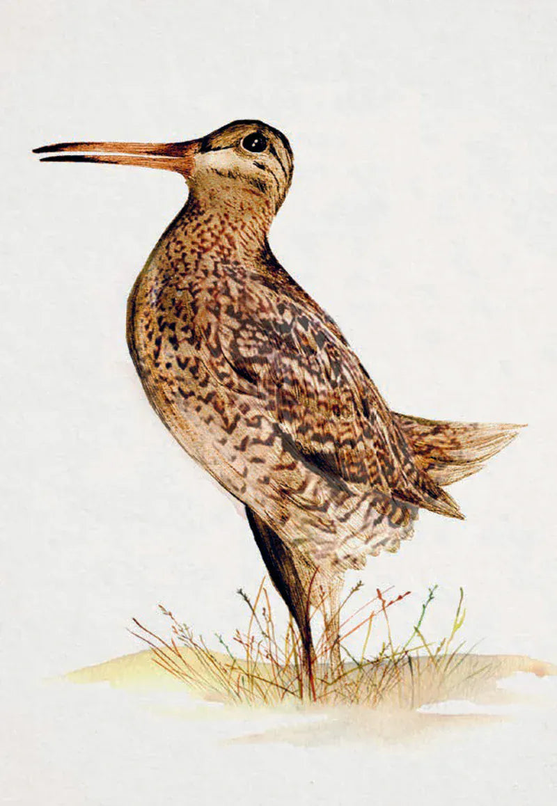 Chronicle Books Cards Bird Box: 100 Postcards by 10 Artists