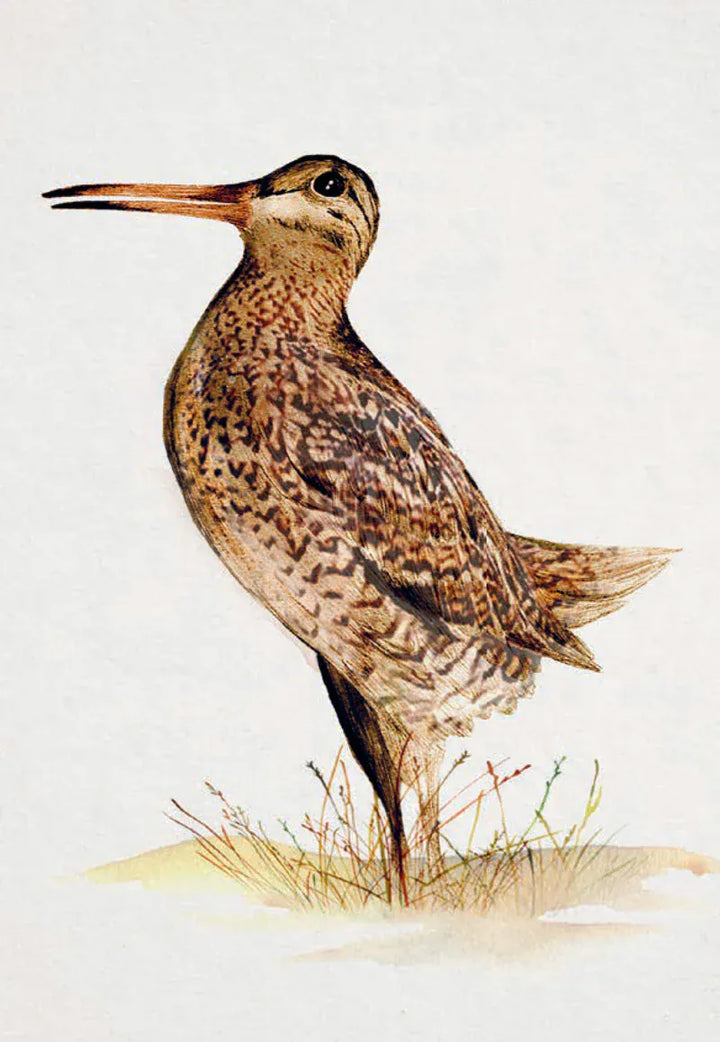 Chronicle Books Cards Bird Box: 100 Postcards by 10 Artists