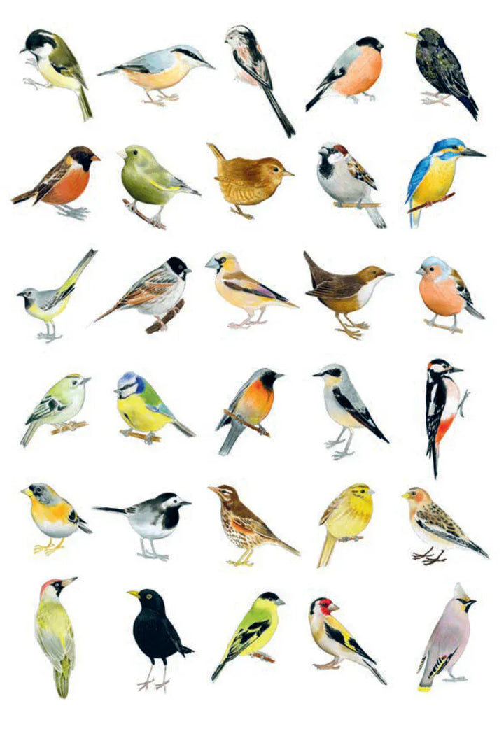 Chronicle Books Cards Bird Box: 100 Postcards by 10 Artists