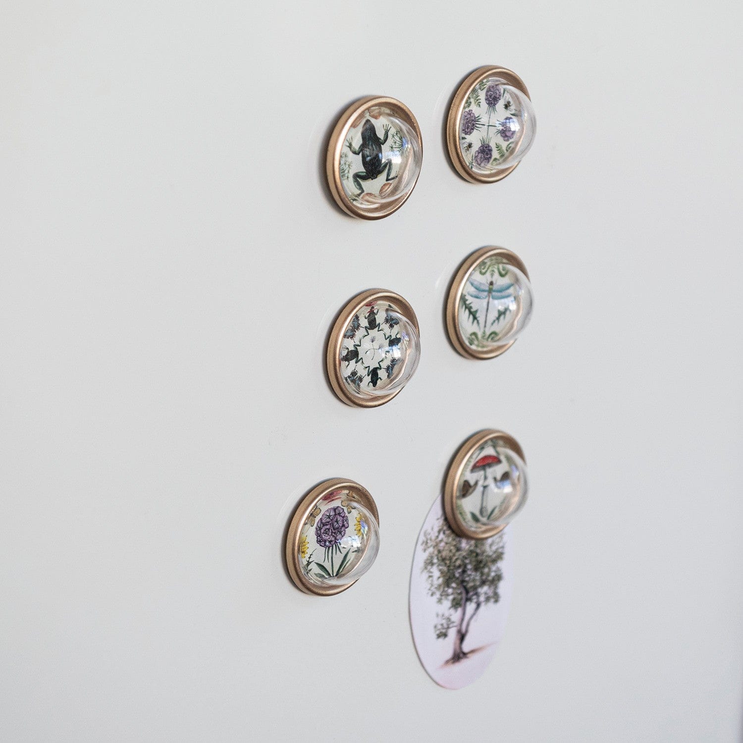 Creative Coop Home Resin Convex Magnets on Metal Card with Animals & Botanicals & Gold Finish