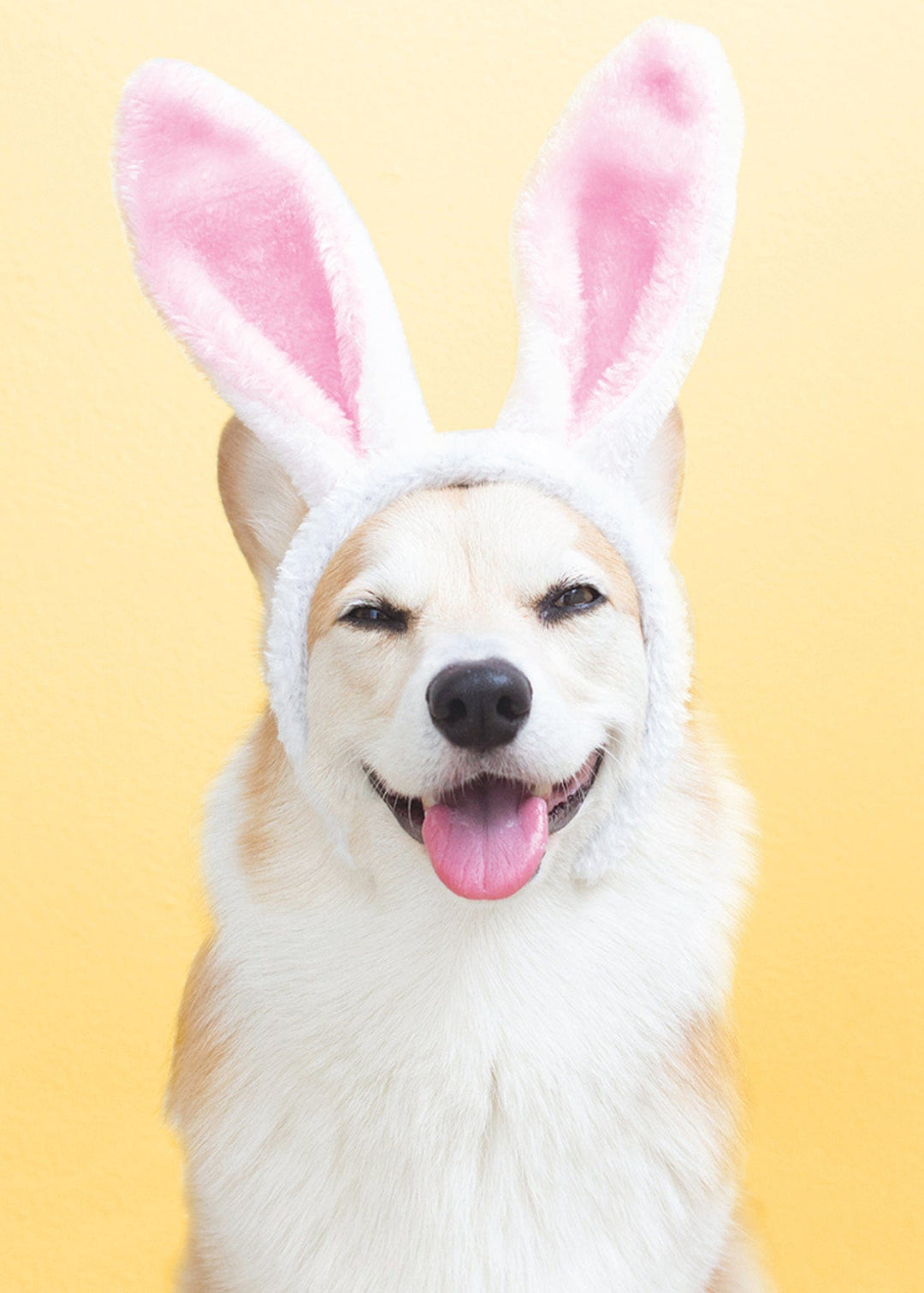 Design Design Cards Laughing Easter Dog Greeting Card