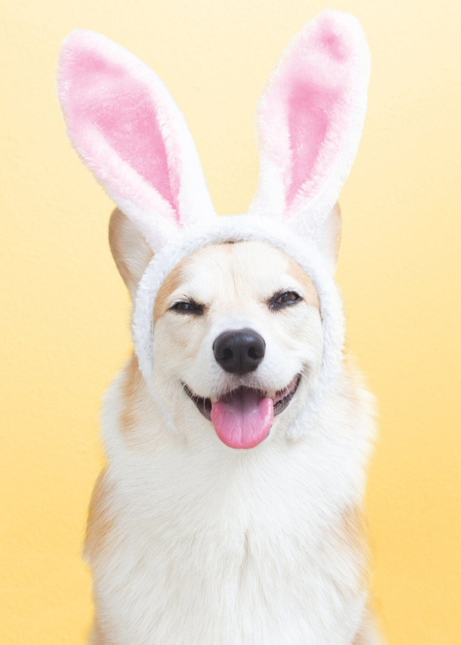 Design Design Cards Laughing Easter Dog Greeting Card