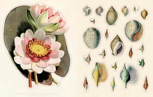 Hachette Cards John Derian Sticker Book II