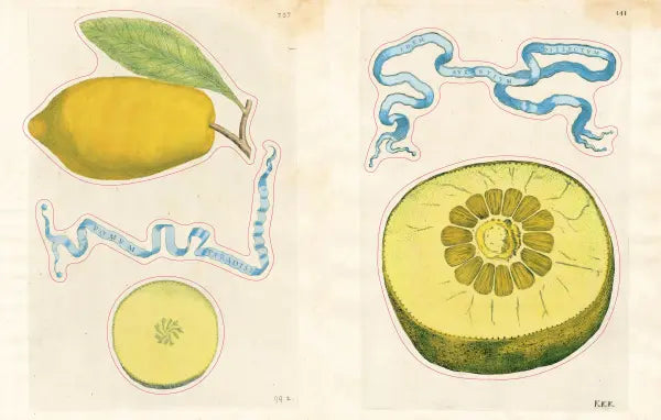 Hachette Cards John Derian Sticker Book II
