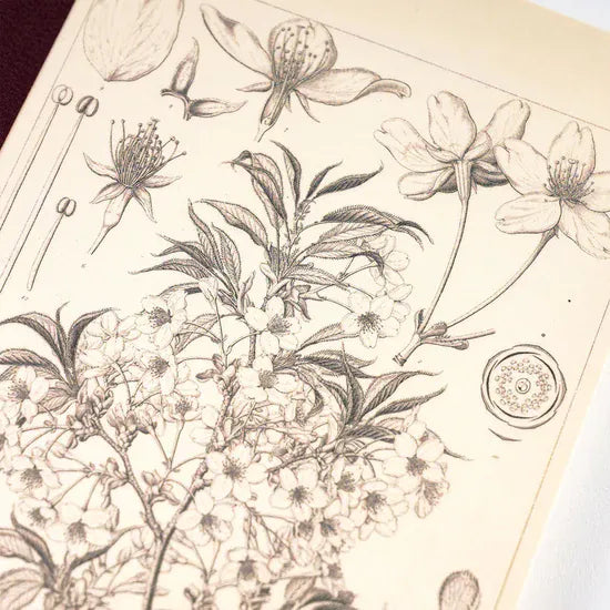 Hobonichi Paper Hobonichi 2027 | Tomitaro Makino: Graph Notebook - Yamazakura