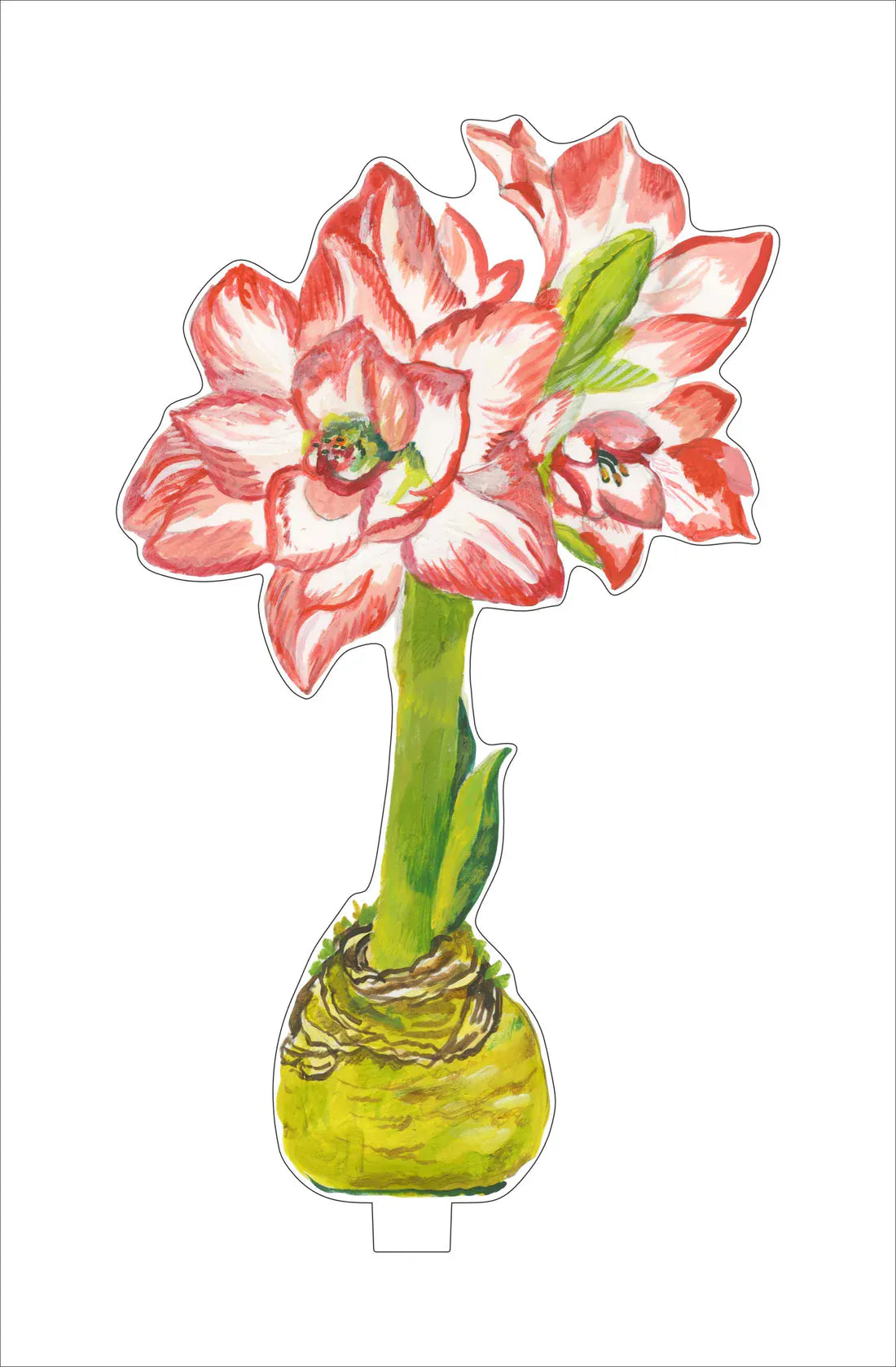 Kimberly Hodges Art and Design Home Blossom Peacock Amaryllis Small Acrylic Flower