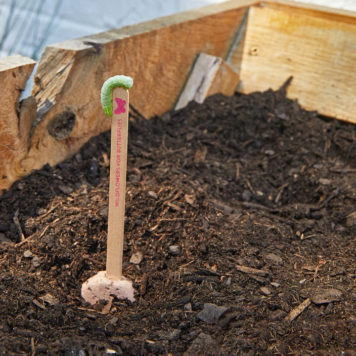 Modern Sprout Gardening Pollinator Seed Pops