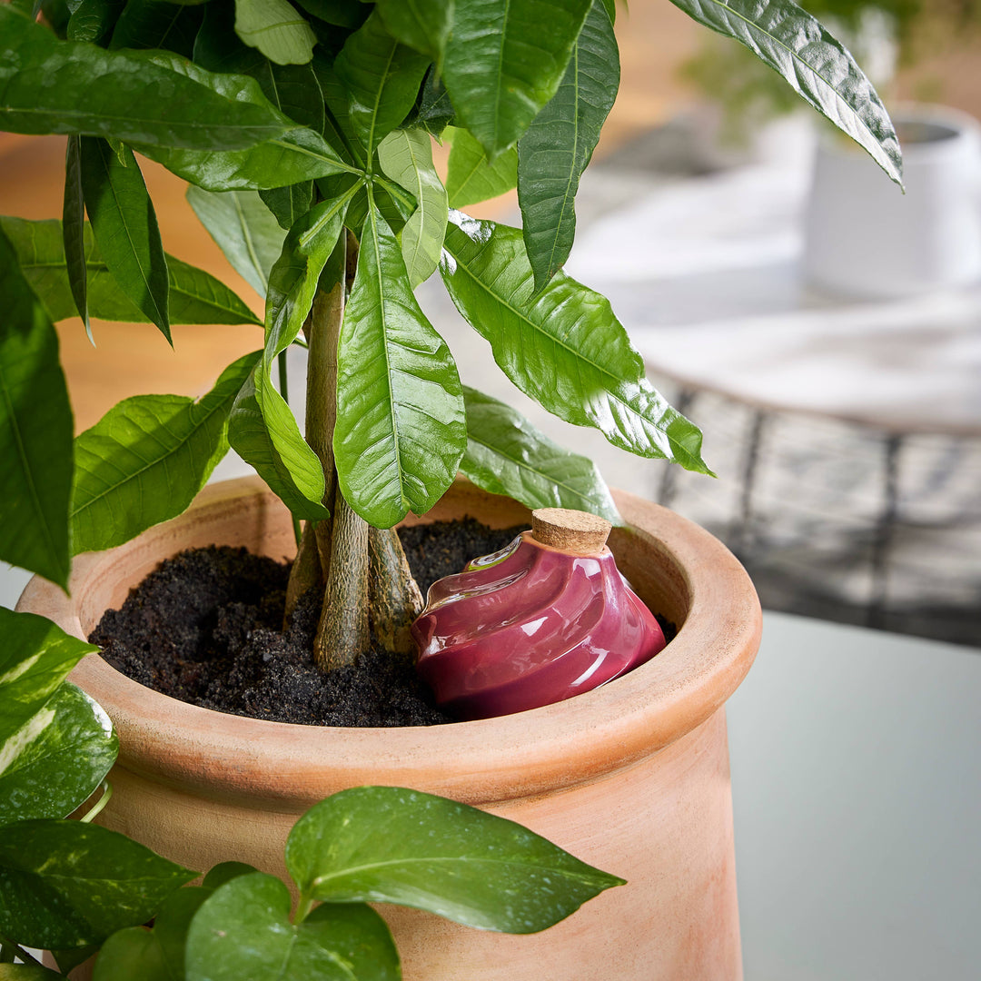 Modern Sprout Plants Terracotta Watering Bulb