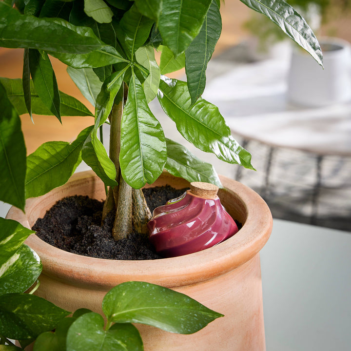 Modern Sprout Plants Terracotta Watering Bulb