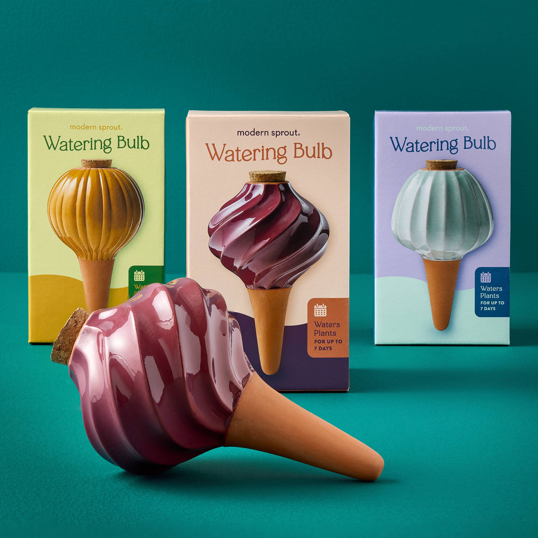 Modern Sprout Plants Terracotta Watering Bulb