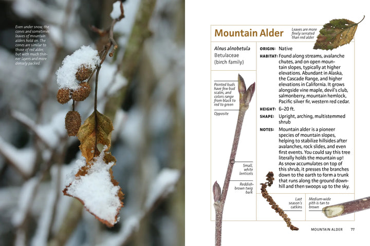 Mountaineers Books Gifts Winter Twigs of the Pacific Northwest