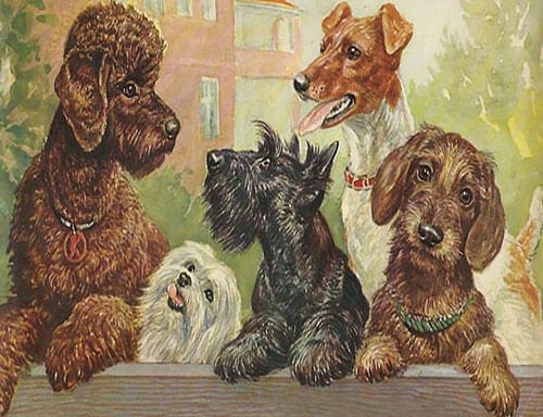 Notes & Queries Cards Look Over Fence Blank Greeting Card