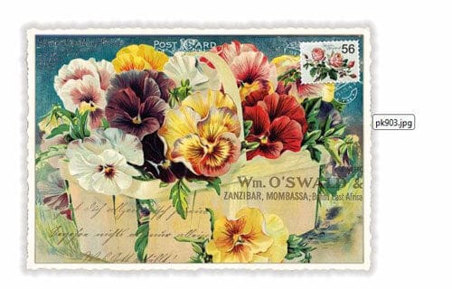 Notes & Queries Cards Pansies Blank Postcard