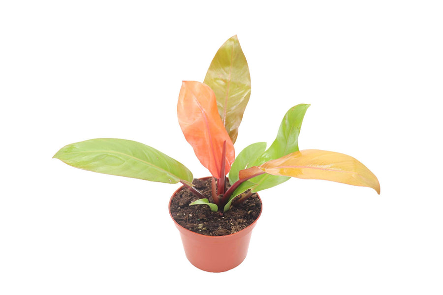 Paper Luxe Plant Philodendron 'Prince of Orange'