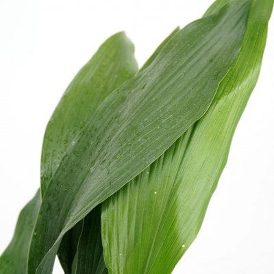 Paper Luxe Plants Cast Iron Plant (Aspidistra elatior)