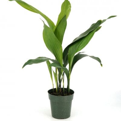 Paper Luxe Plants Cast Iron Plant (Aspidistra elatior)