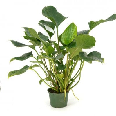 Paper Luxe Plants Plant 4" Homalomena 'Emerald Gem' | Queen of Hearts