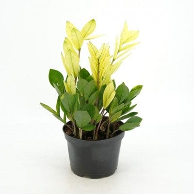 Paper Luxe Plants Plant 6" Zamioculcas zamiifolia 'Chameleon' - ZZ Plant