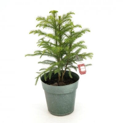 Paper Luxe Plants Plant Araucaria heterophylla | Norfolk Island Pine