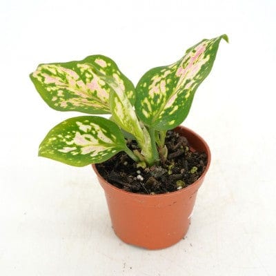 Paper Luxe Plants Plants 2" Aglaonema 'Red Valentine' - Chinese Evergreen