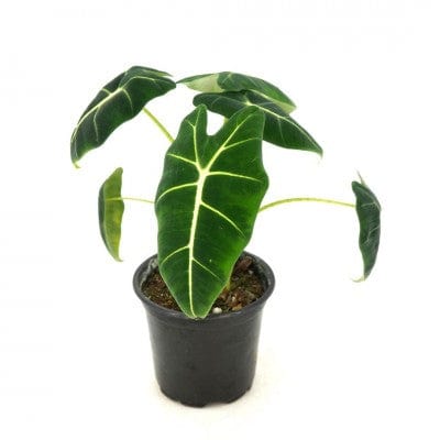 Paper Luxe Plants Plants 4" Alocasia 'Frydek' - Elephant Ear