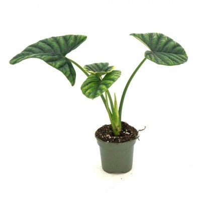 Paper Luxe Plants Plants 4" Alocasia sinuata 'Quilted Dream' - Elephant Ear
