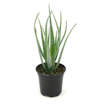 Paper Luxe Plants Plants 4" Aloe - Blue Elf