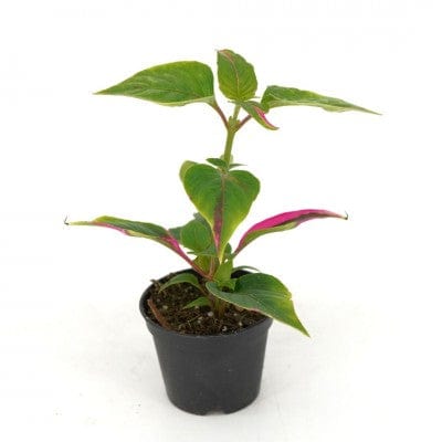 Paper Luxe Plants Plants 4" Alternanthera ficoidea 'Party Time' | Alternanthera