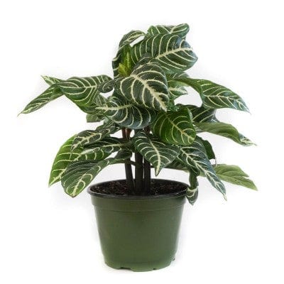 Paper Luxe Plants Plants 4" Aphelandra squarrosa - Zebra Plant